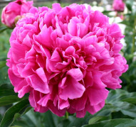 Пион Mr. L. van Leeuwen (Мистер Л. ван Льюен)