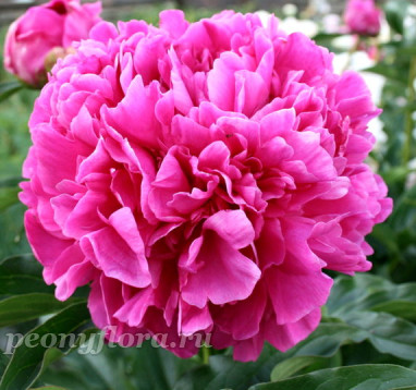 Пион Mr. L. van Leeuwen (Мистер Л. ван Льюен)