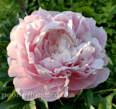 Пион Mrs. Franklin D. Roosevelt (Миссис Франклин Д. Рузвельт)