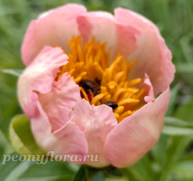 Пион Nancy (Нэнси) 