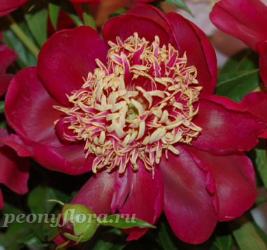 Пион Nippon Beauty (Ниппон Бьюти)