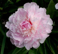 Пион Noemie Demay (Ноэми Демей), Pêcher