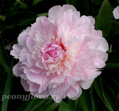 Пион Noemie Demay (Ноэми Демей), Pêcher