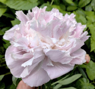 Пион Nauvoo (Науво)