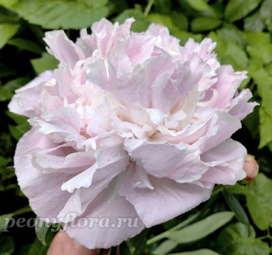 Пион Nauvoo (Науво)