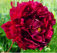 Пион Old Faithful (Олд  Фейфул)