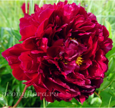 Пион Old Faithful (Олд  Фейфул)