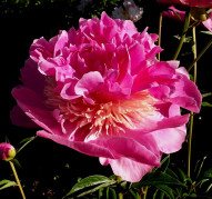 Пион Paree Fru Fru (Пари Фру Фру) 