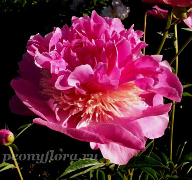 Пион Paree Fru Fru (Пари Фру Фру) 