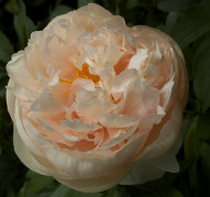 Пион Pastelegans (Пастелеганс)