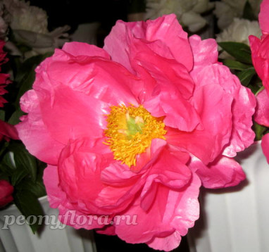 Пион Paula Fay (Паула Фей)