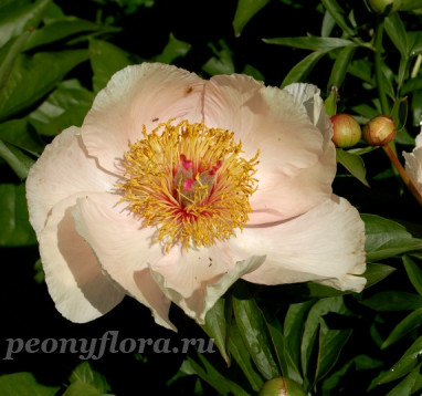 Пион Peony Shafe (Пиони Шафе)