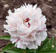 Пион Pepermint (Пеперминт)