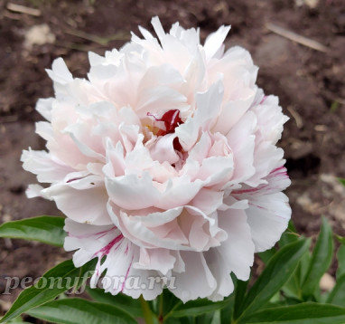 Пион Pepermint (Пеперминт)