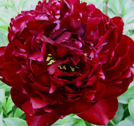 Пион Peter Brand (Питер Бранд)