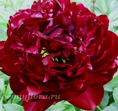 Пион Peter Brand (Питер Бранд)