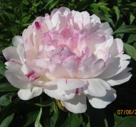 Пион Petite Elegance (Петит Элеганс)