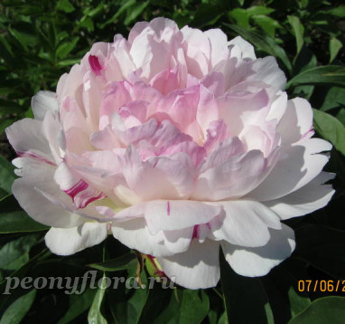 Пион Petite Elegance (Петит Элеганс)