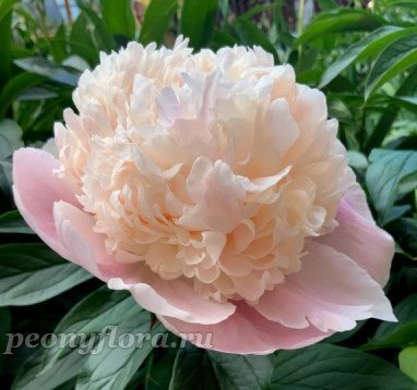 Пион Petticoat Parade (Петтикоут Парад)