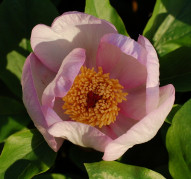 Пион Picotee (Пикоти) 