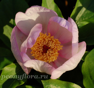 Пион Picotee (Пикоти) 