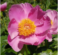 Пион Pink Chalice (Пинк Чалис)