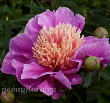 Пион Pink Giggles (Пинк Гигглес)