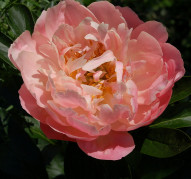 Пион Pink Hawaiian Coral (Пинк Хавайян Корал)