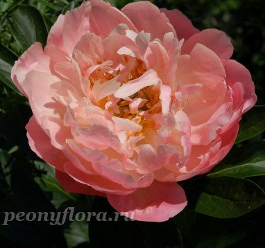 Пион Pink Hawaiian Coral (Пинк Хавайян Корал)