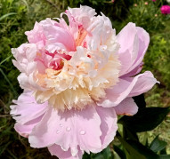 Пион Pink Lemonade  (Пинк Лемонад)