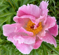 Пион Pink Princess (Пинк Принцесс)