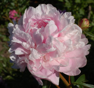 Пион Pink Radiance (Пинк Рейдианс)