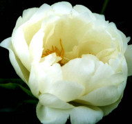 Пион Prairie Moon (Прери Мун)