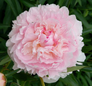 Пион Princess Juliana (Принцесс Юлиана)