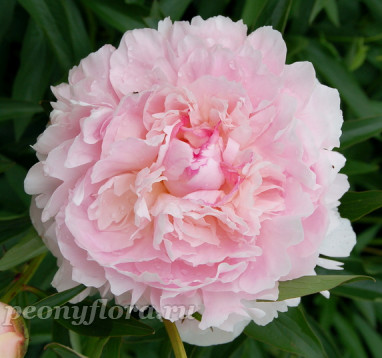 Пион Princess Juliana (Принцесс Юлиана)