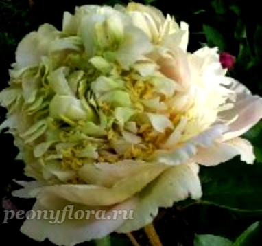 Пион Quitzin (Квитцин)