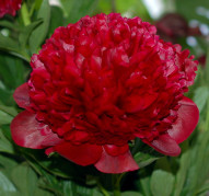 Пион Red Charm (Ред Чарм)