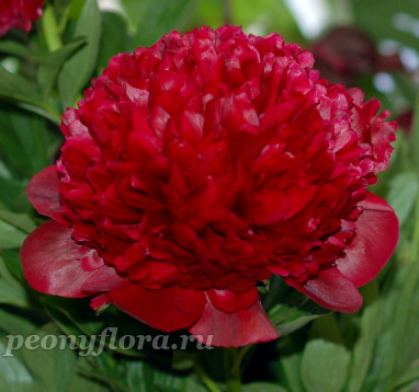 Пион Red Charm (Ред Чарм)