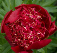 Пион Red Dandy (Ред Денди)