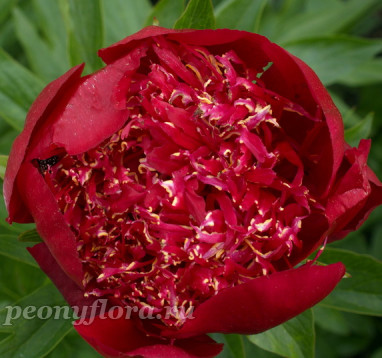 Пион Red Dandy (Ред Денди)