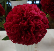 Пион Red Grace (Ред Грейс)