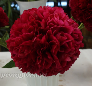 Пион Red Grace (Ред Грейс)