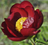 Пион Red Romance (Ред Романс)