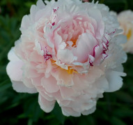 Пион Reine Hortense (Рен Ортанс)  