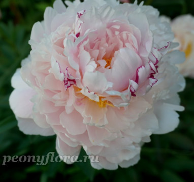 Пион Reine Hortense (Рен Ортанс)  