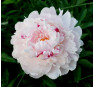 Пион Reine Hortense (Рен Ортанс)  