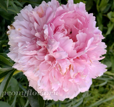 Пион Reine Supreme (Рейне Сюприм)