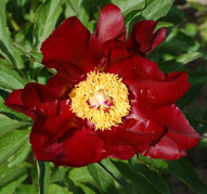 Пион Reward (Рьюард)