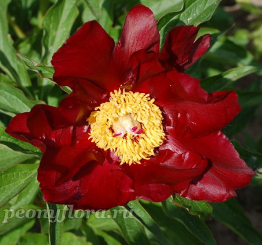 Пион Reward (Рьюард)