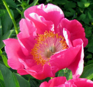 Пион Rose Gnome (Роуз Гном)